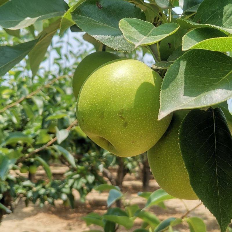 砀山产区青皮蜜梨大量上市