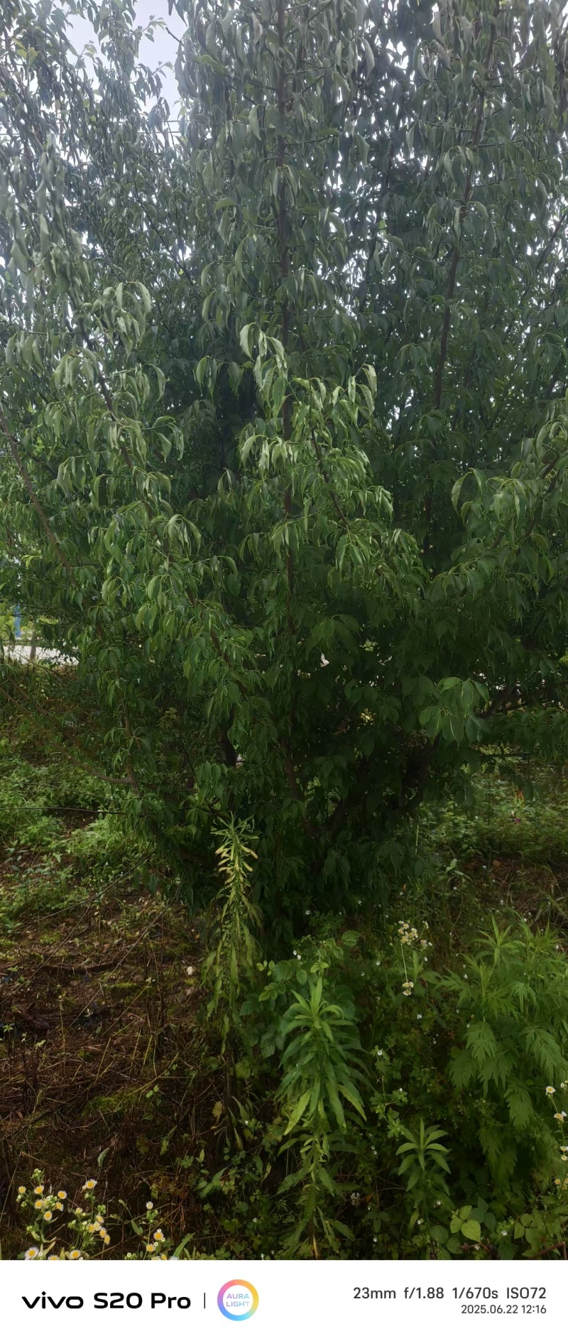 【日常推荐】贵州腊梅树产地直供现挖现发丛生腊梅耐寒
