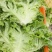 生菜新菜上市大商超品质全国供应欢迎选购咨询
