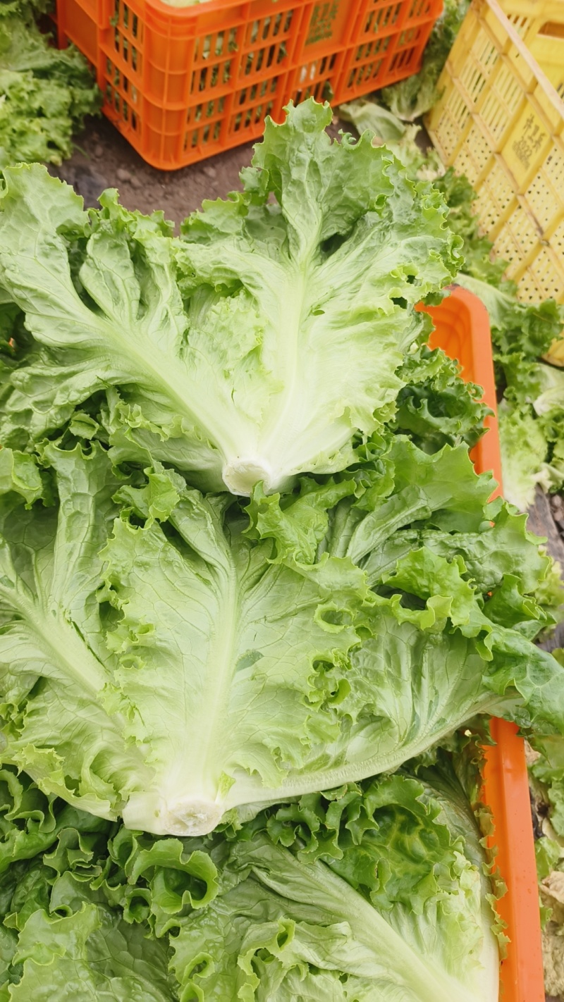 生菜新菜上市大商超品质全国供应欢迎选购咨询