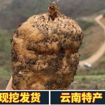 精品天麻81/斤