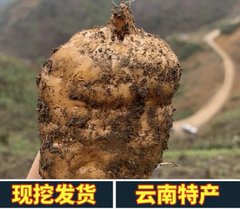 精品天麻81/斤