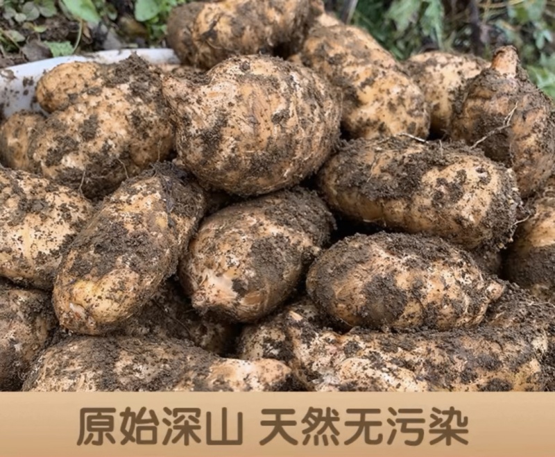 精品天麻81/斤