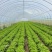 生菜新菜上市大商超品质全国供应欢迎选购咨询