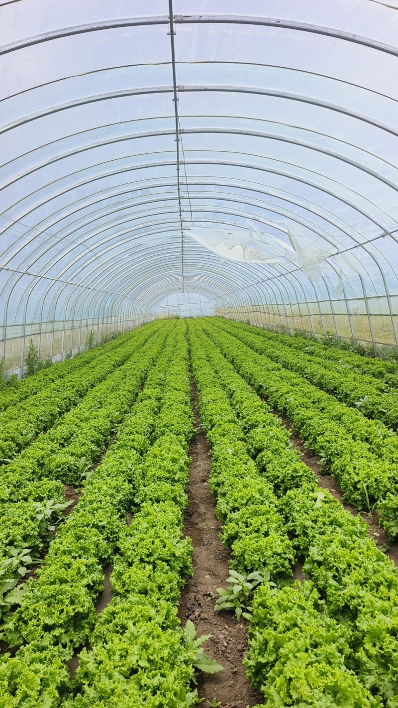 生菜新菜上市大商超品质全国供应欢迎选购咨询