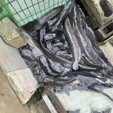 埃及塘鲺胡子鲶鱼