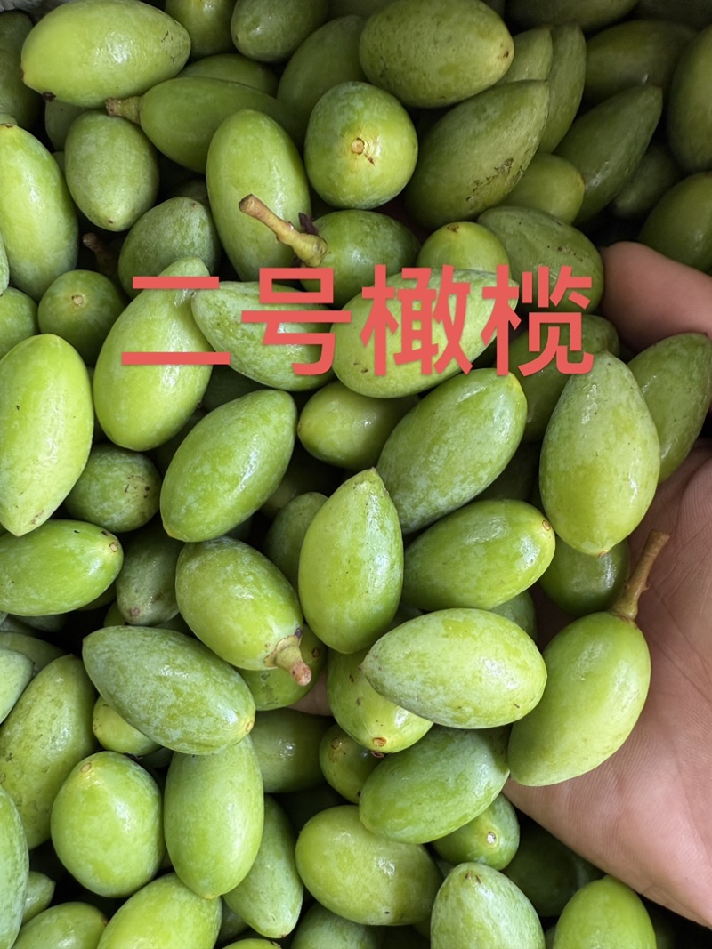 广东二号青橄榄