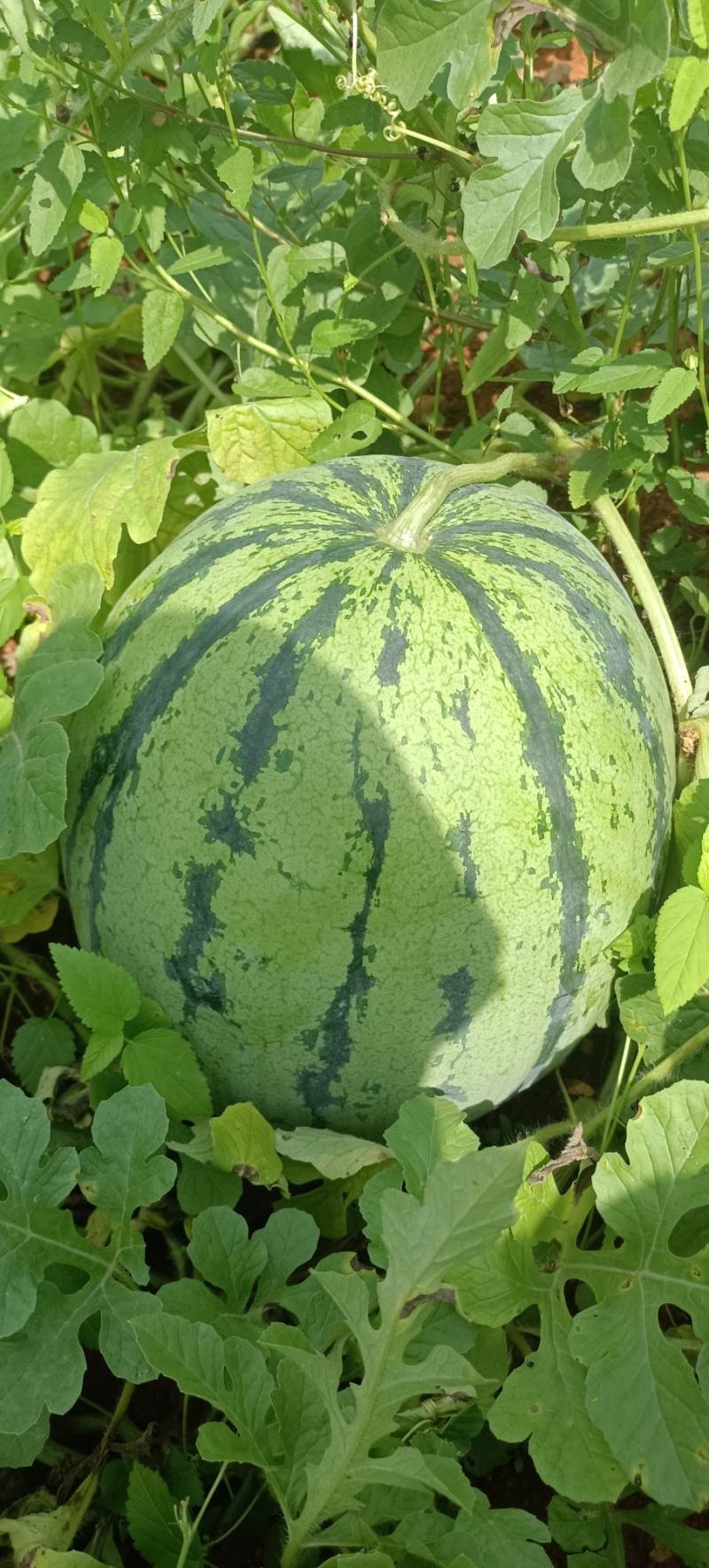 美都西瓜