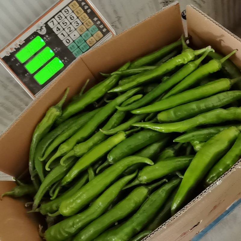 河南大尖椒大量上市，价格不贵，提供各种包装，求合作