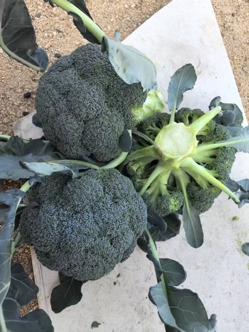 美青70西兰花种耐寒性强小米粒懒汉式管理，无需打岔产量高