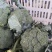 美青70西兰花种耐寒性强小米粒懒汉式管理，无需打岔产量高