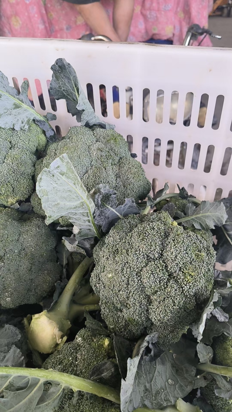 美青70西兰花种耐寒性强小米粒懒汉式管理，无需打岔产量高