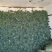 美青70西兰花种耐寒性强小米粒懒汉式管理，无需打岔产量高