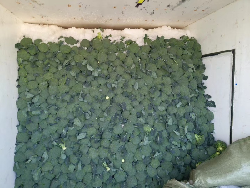美青70西兰花种耐寒性强小米粒懒汉式管理，无需打岔产量高