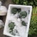 美青70西兰花种耐寒性强小米粒懒汉式管理，无需打岔产量高