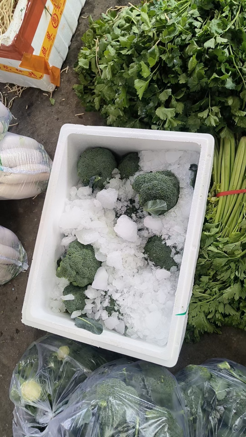 美青70西兰花种耐寒性强小米粒懒汉式管理，无需打岔产量高