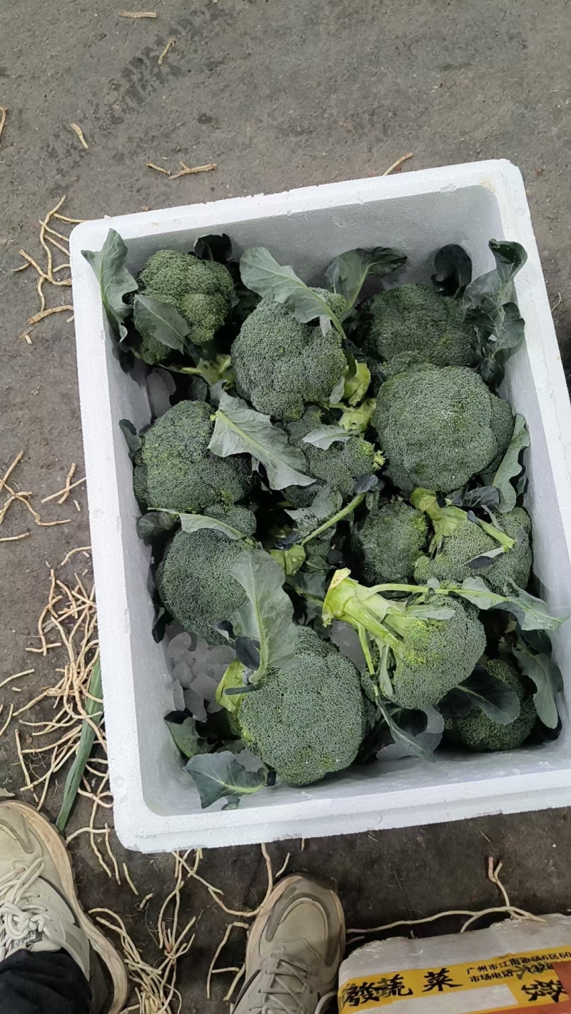 美青70西兰花种耐寒性强小米粒懒汉式管理，无需打岔产量高