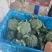 美青70西兰花种耐寒性强小米粒懒汉式管理，无需打岔产量高