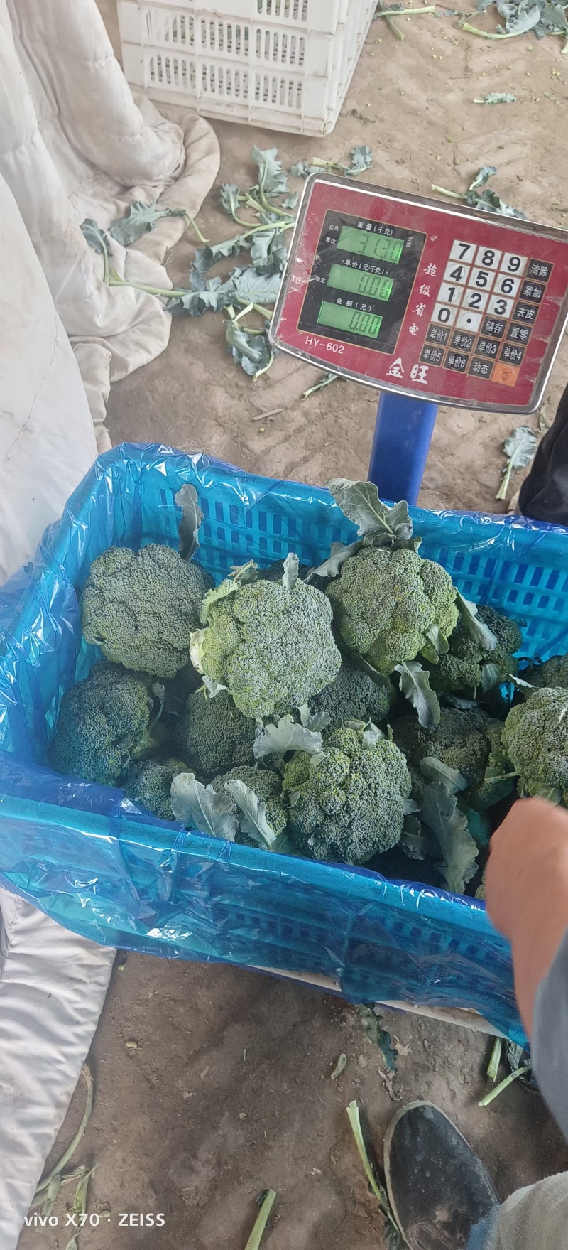美青70西兰花种耐寒性强小米粒懒汉式管理，无需打岔产量高