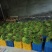河北邯郸新鲜精品红毛蒜苔葱蒜类红帽蒜薹大量现货