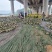 韶关香芋南瓜