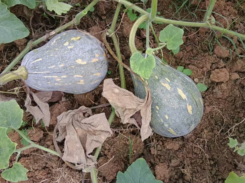 韶关香芋南瓜