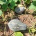 韶关香芋南瓜