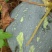 韶关香芋南瓜
