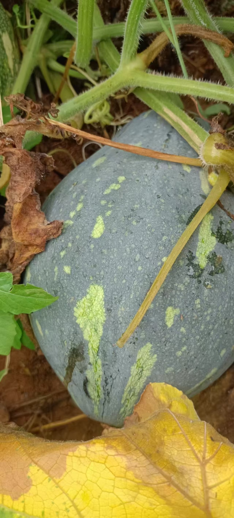 韶关香芋南瓜