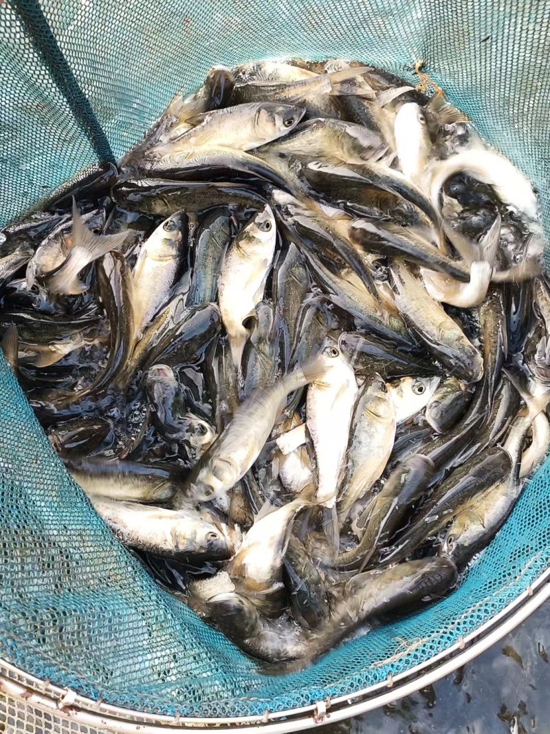 花鲢苗，胖头苗，全国养殖有基地，需要量大的来找我们。