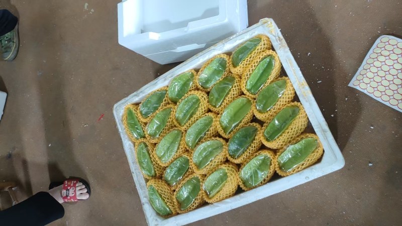青杨桃