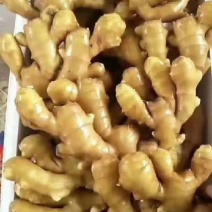 《热销》山东老姜，鲜姜，风干姜，姜母一件代发，全国接单