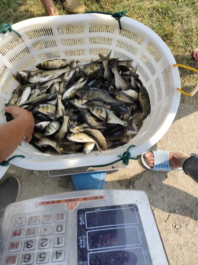 花鲢苗，胖头苗，全国养殖有基地，需要量大的来找我们。