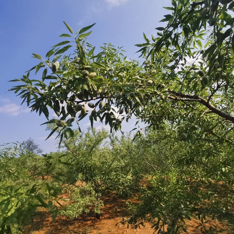 鲜巴旦木