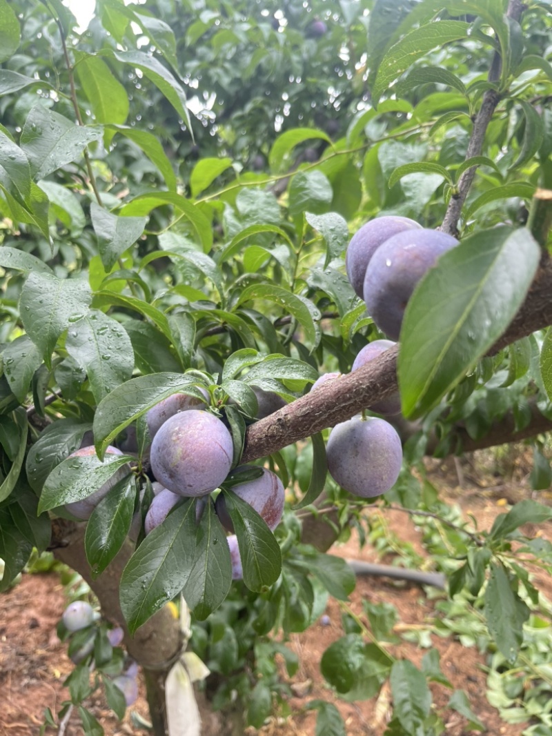 自家果园五月脆李上市了