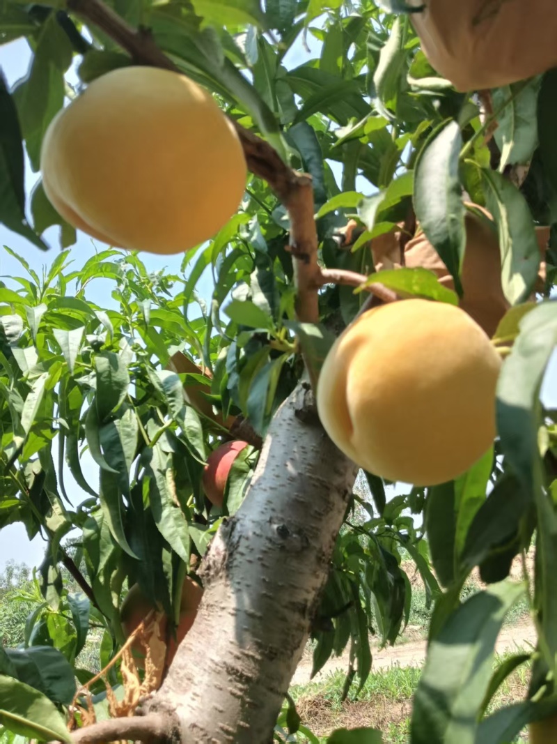 黄金蜜3号，口感甜脆，产地直发。