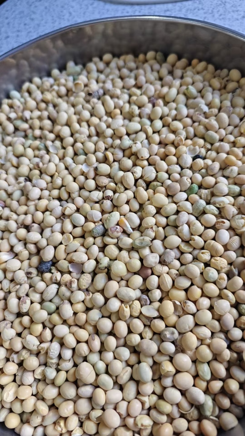 养殖饲料碎大豆上地肥料都可用