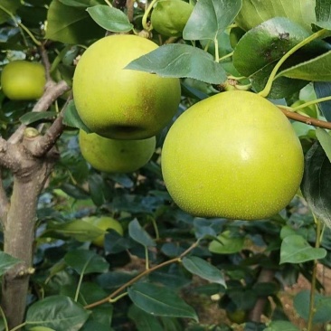 苹果梨翠冠梨有需要老板联系***********