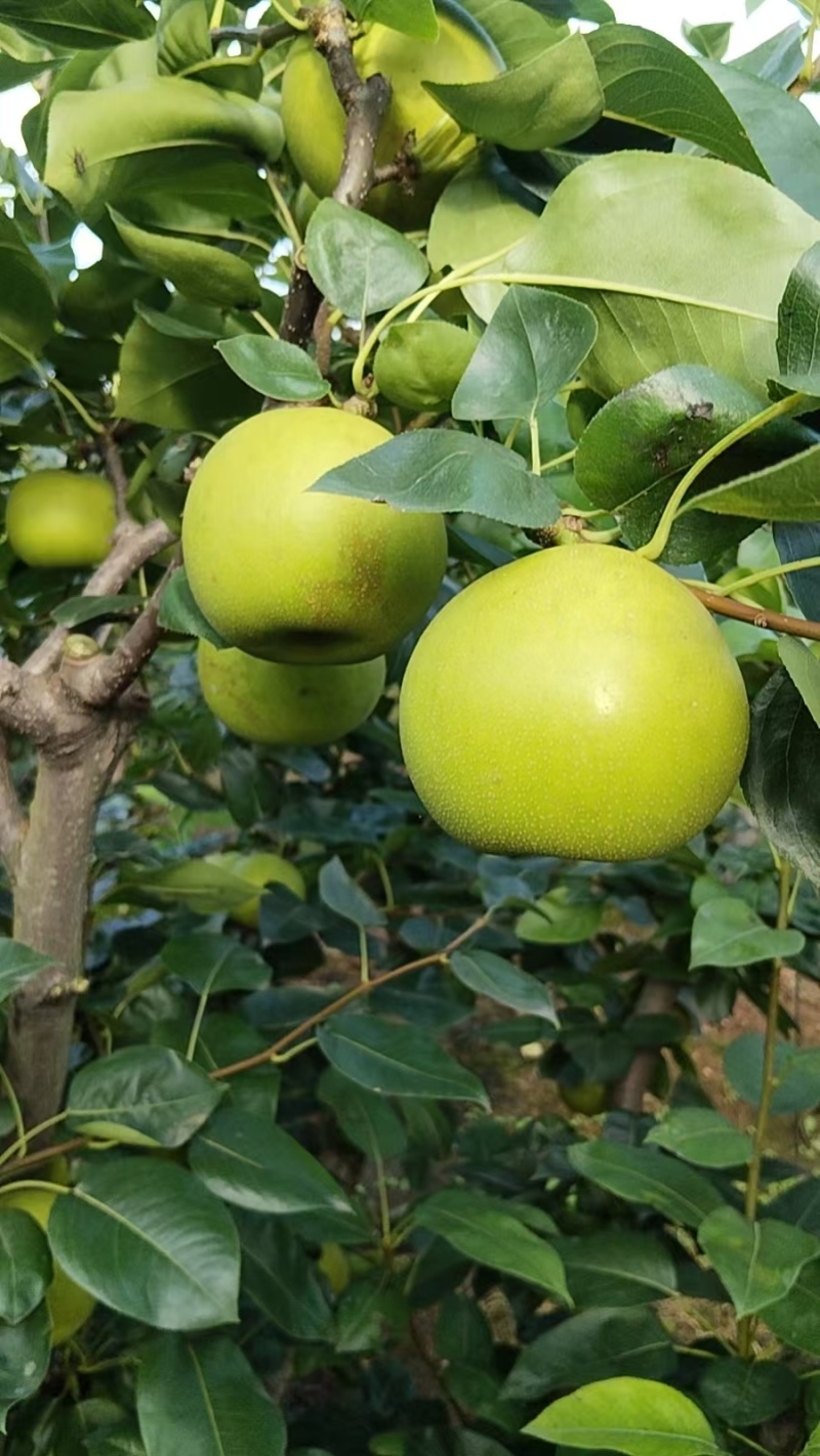 苹果梨翠冠梨有需要老板联系***********
