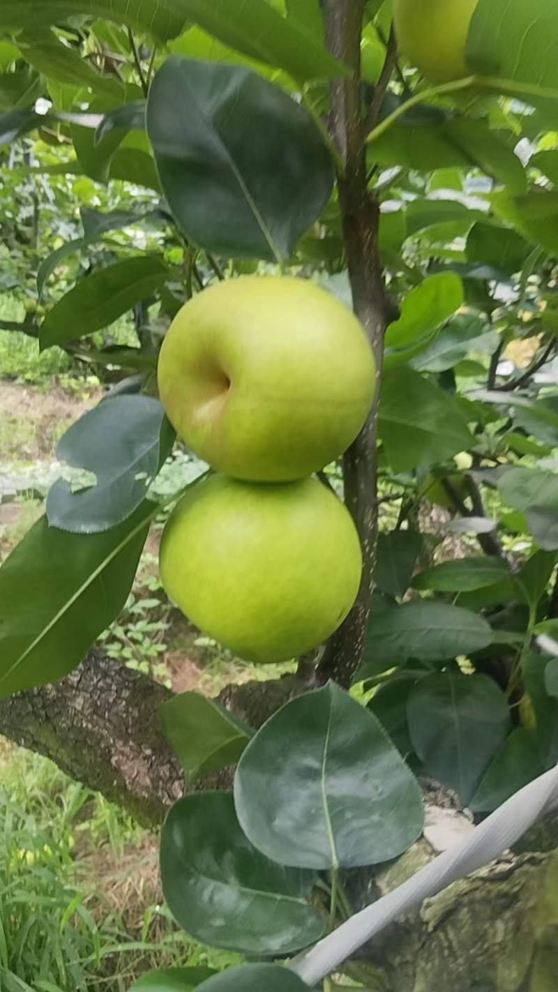 苹果梨翠冠梨有需要老板联系***********