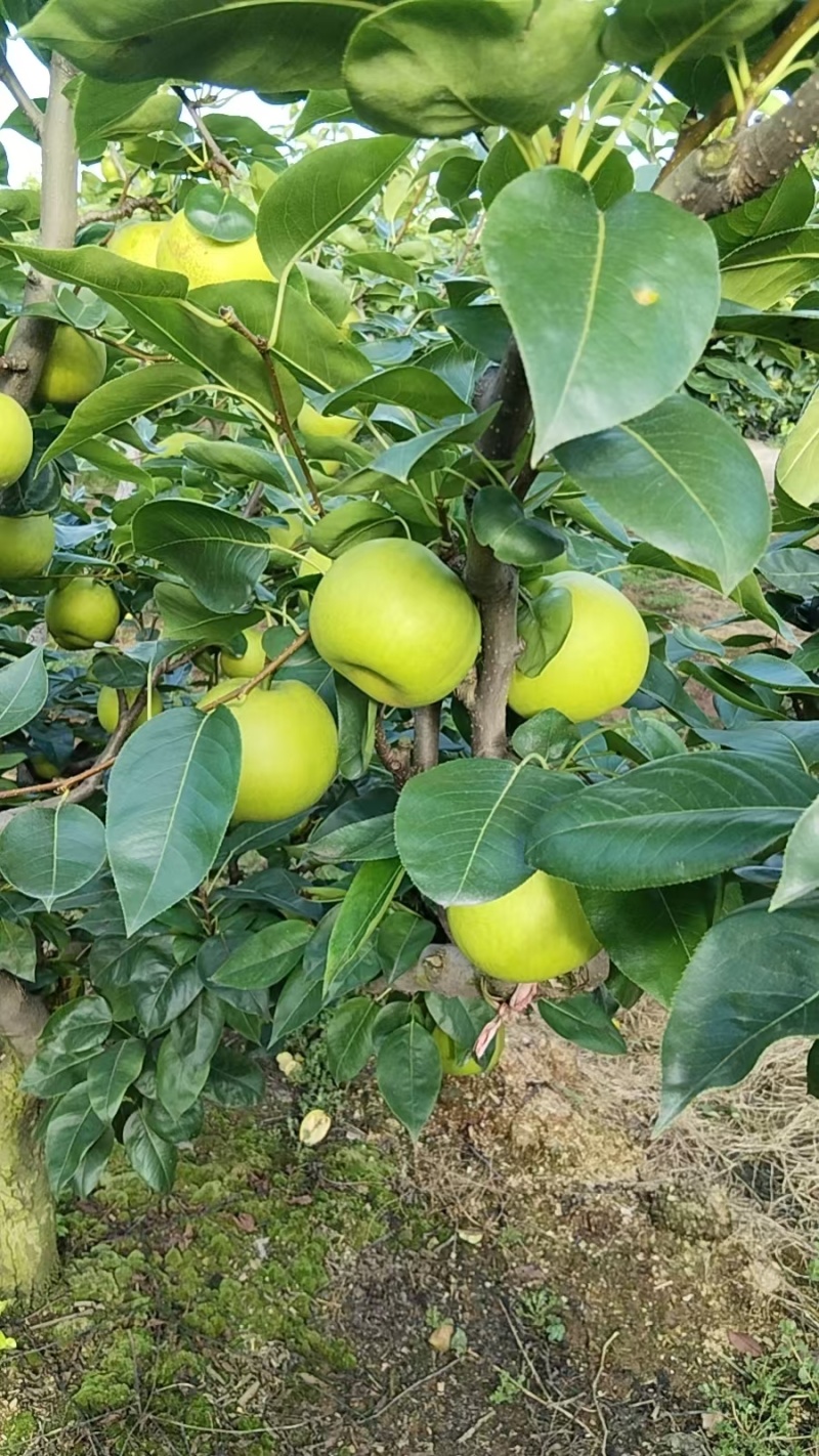 苹果梨翠冠梨有需要老板联系***********