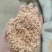 麦麸饲料原料加工养殖拌料