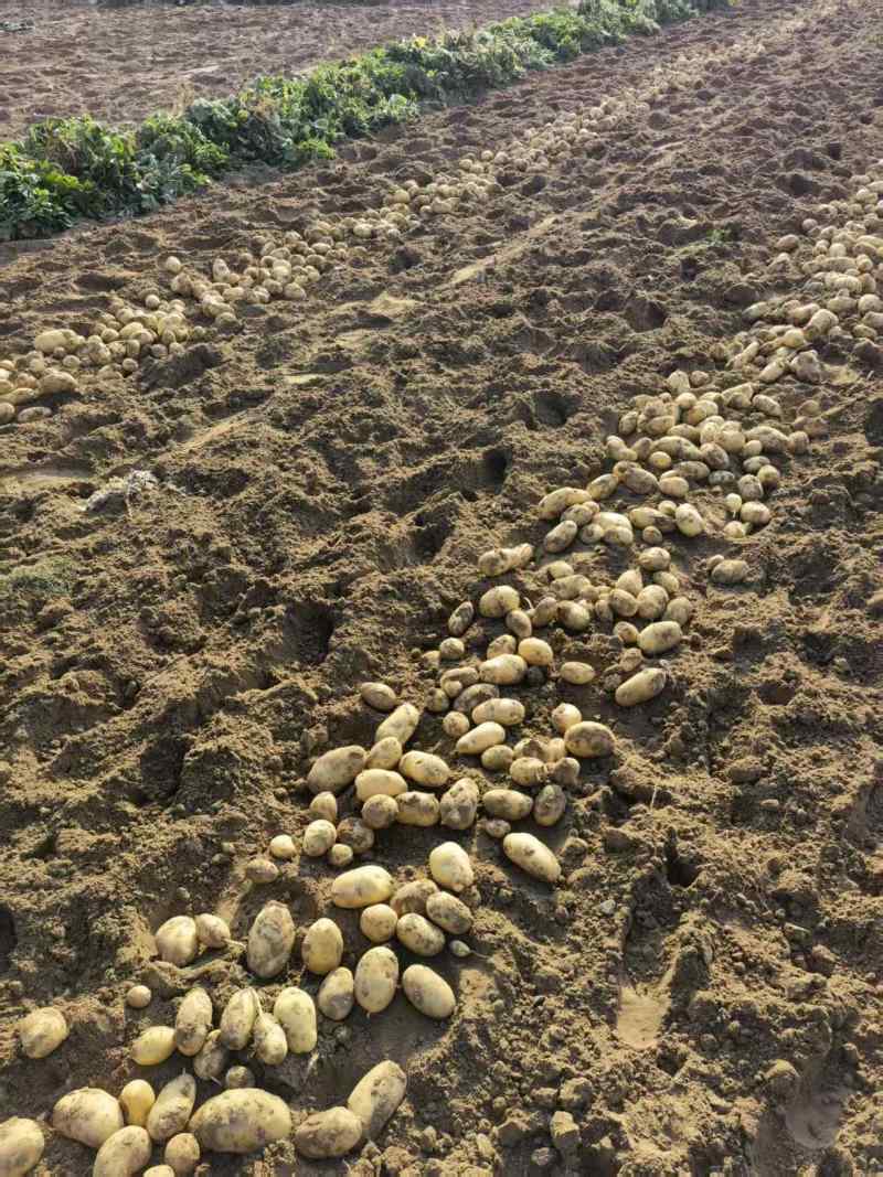 土豆荷兰15土豆产地直供全部一手货源支持视频看货