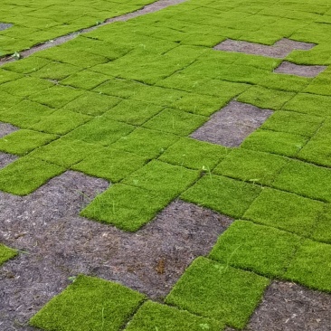 人工种植小灰藓