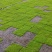 人工种植小灰藓