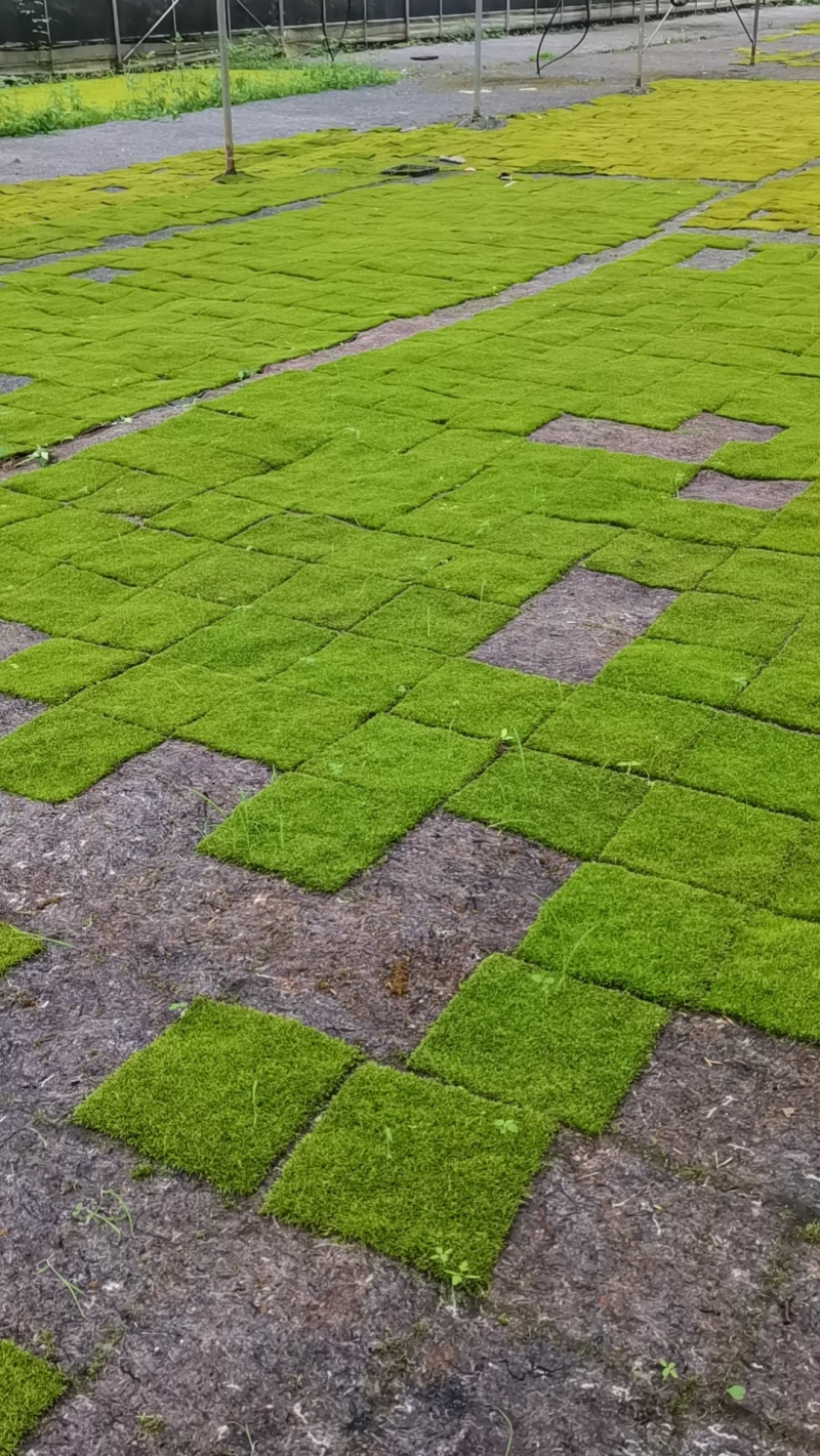 人工种植小灰藓