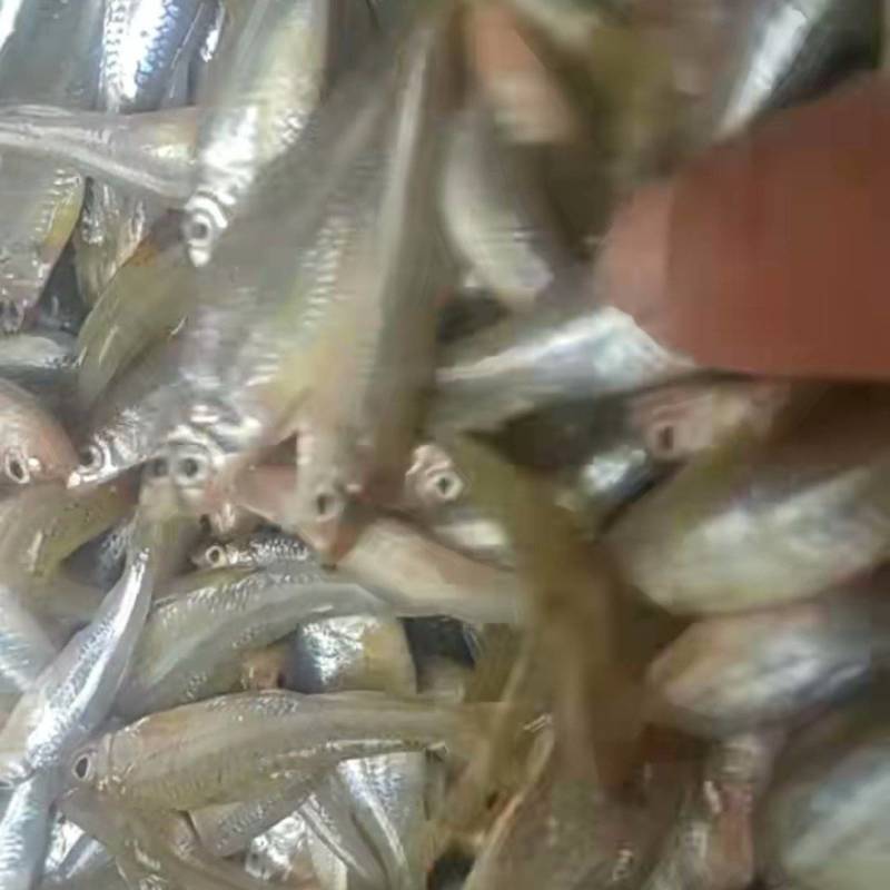 大眼睛鱼