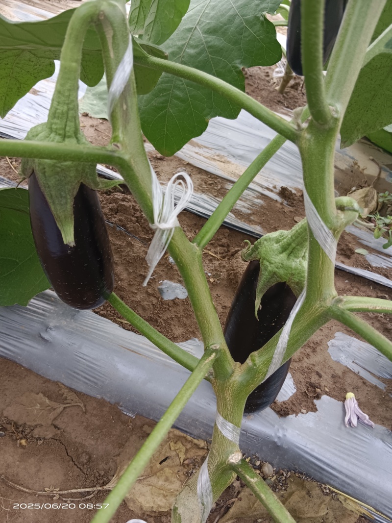 布莱迪绿把长茄