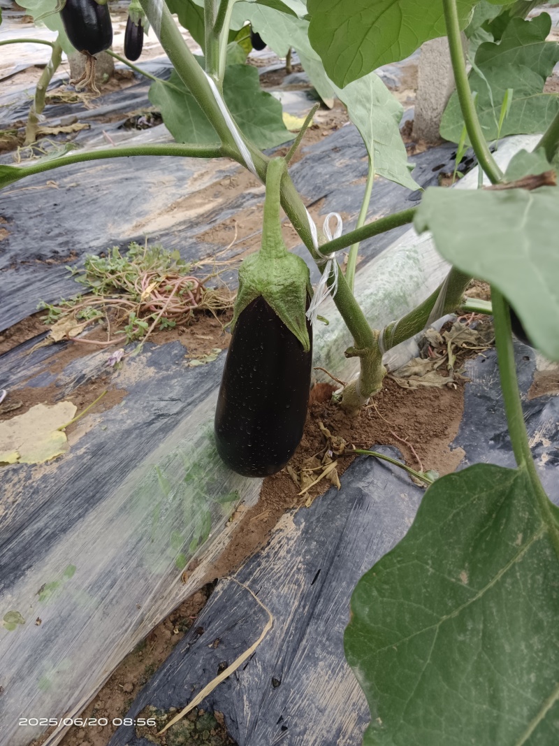 布莱迪绿把长茄
