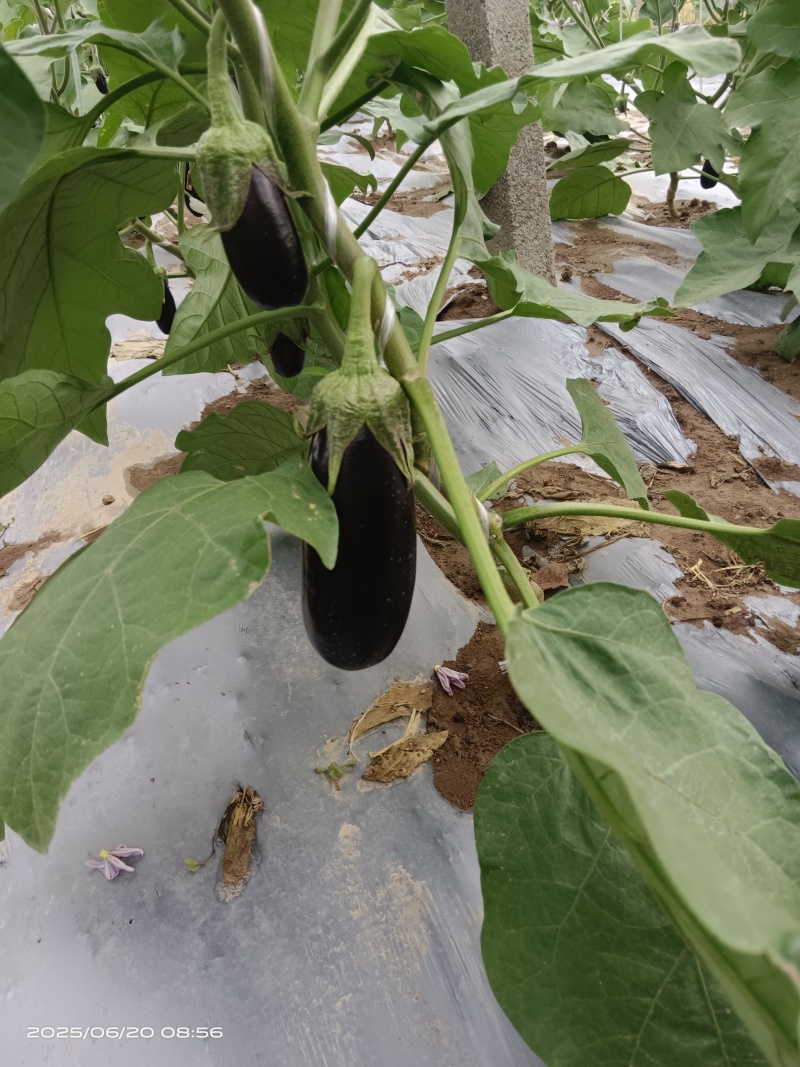 布莱迪绿把长茄